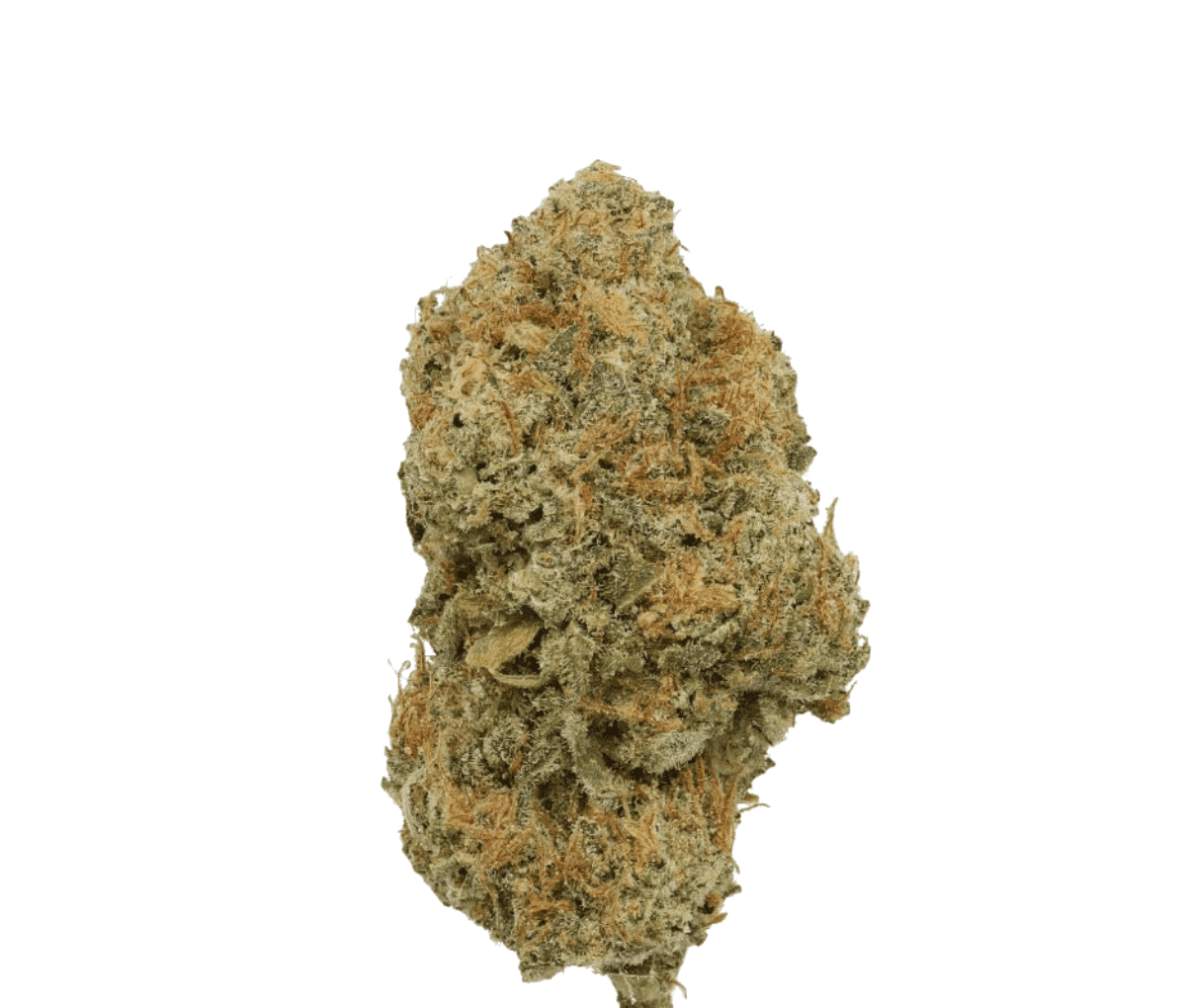 Horbery AH 23:01 - Do-Si-Dos Horbery AH 23:01 - Do-Si-Dos