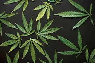 Mehrere Cannabisblätter