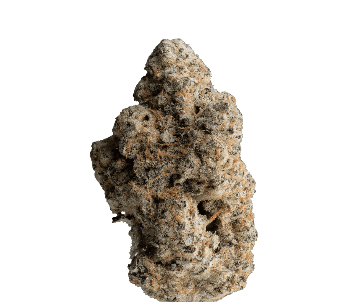 GrowMotion TJ27 - Tricho Jordan GrowMotion TJ27 - Tricho Jordan