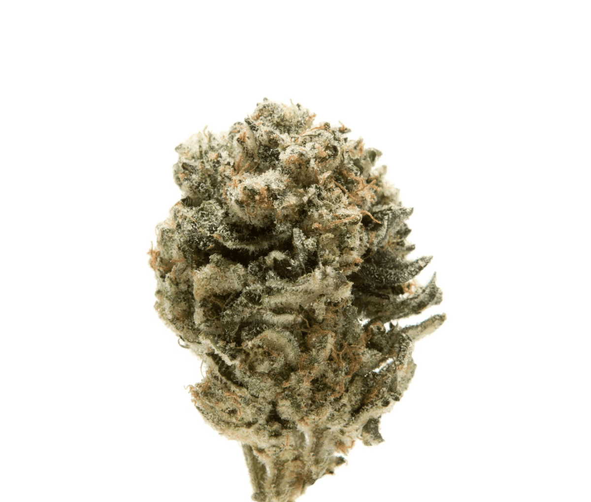 REMEXIAN 30/1 TWE MAN - Minty Animal REMEXIAN 30/1 TWE MAN - Minty Animal