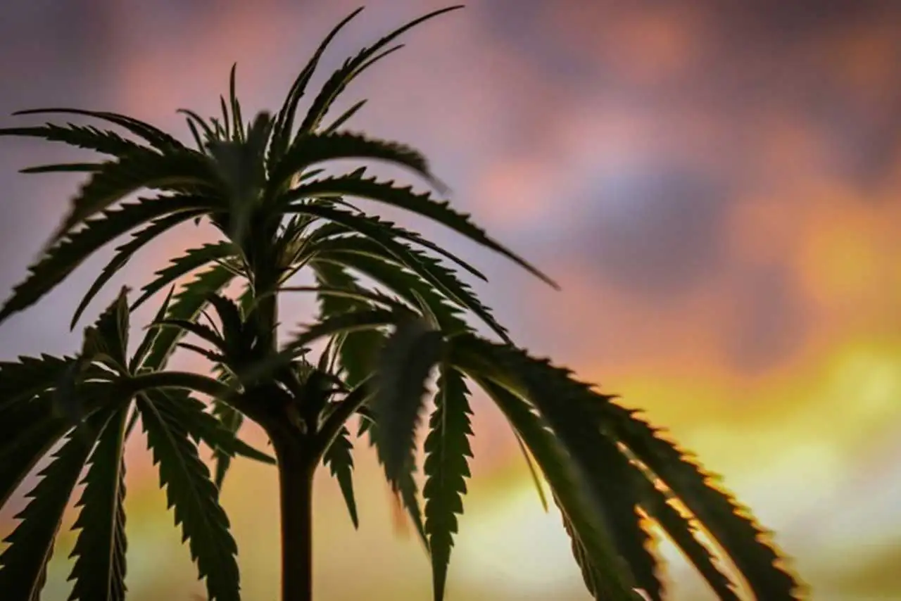 Bild einer Cannabispflanze