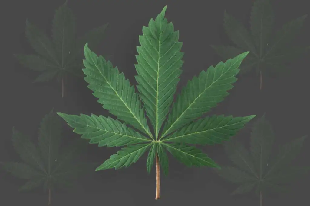 Blatt einer Cannabispflanze