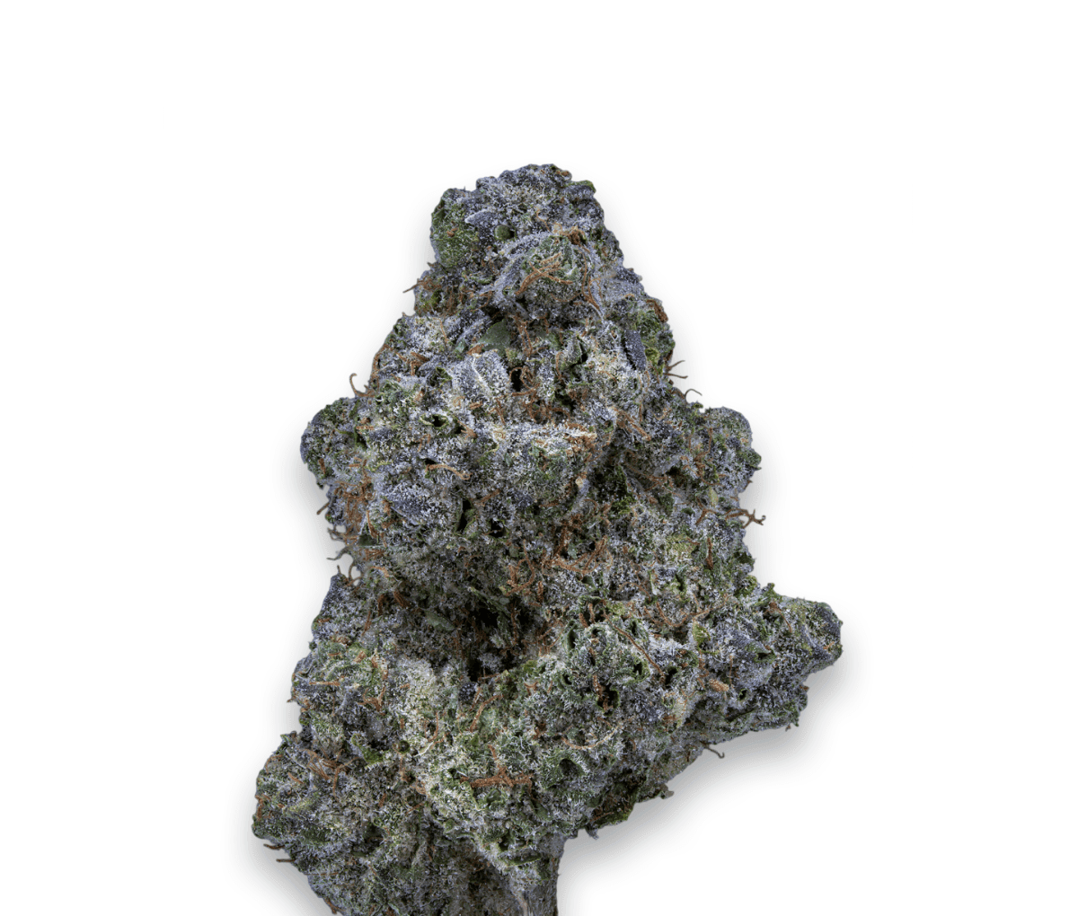 28/1 IUVO KC - OJ Zainbow