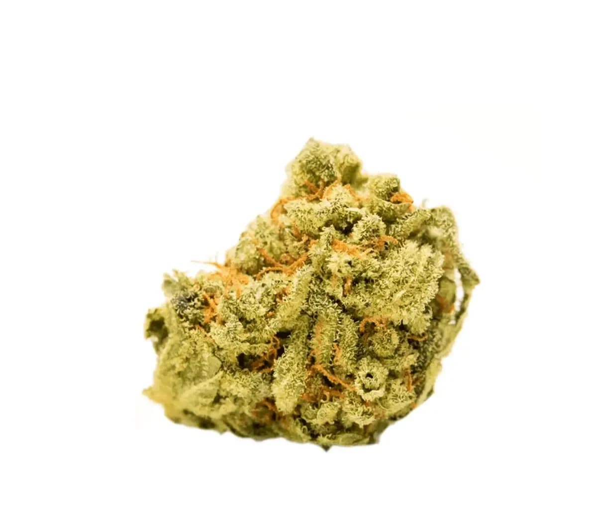 Canify 24/1 LS Ku. Bakofeng Choice Canify Canify 24/1 LS Ku. Bakofeng Choice Canify