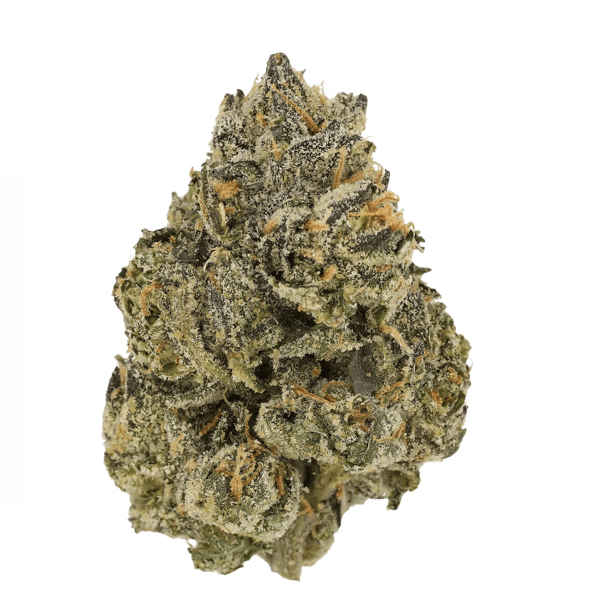 Barongo 28/1 TRD Rainbow Pie Barongo 28/1 TRD Rainbow Pie