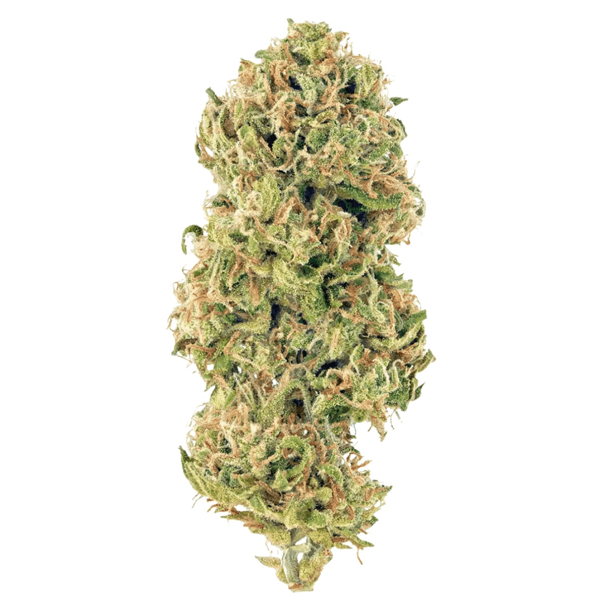 Medical Saints 27/1 HUB- Huckleberry Medical Saints 27/1 HUB- Huckleberry