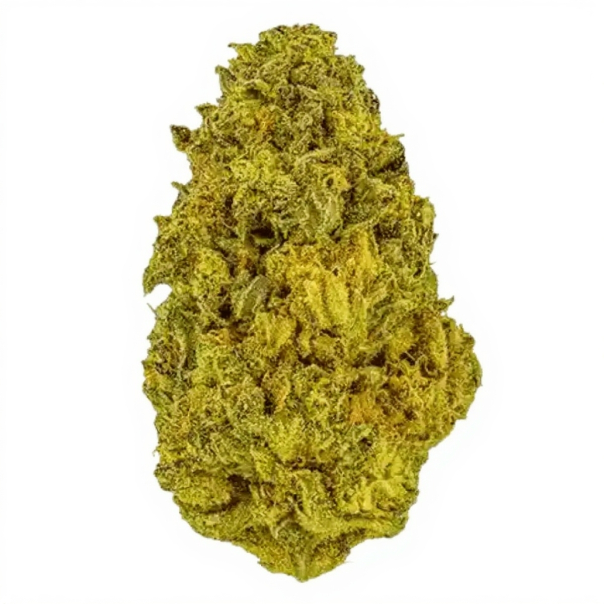 Sinceritas Sativa Verum 24/1 TC - Tropical Cake Sinceritas Sativa Verum 24/1 TC - Tropical Cake