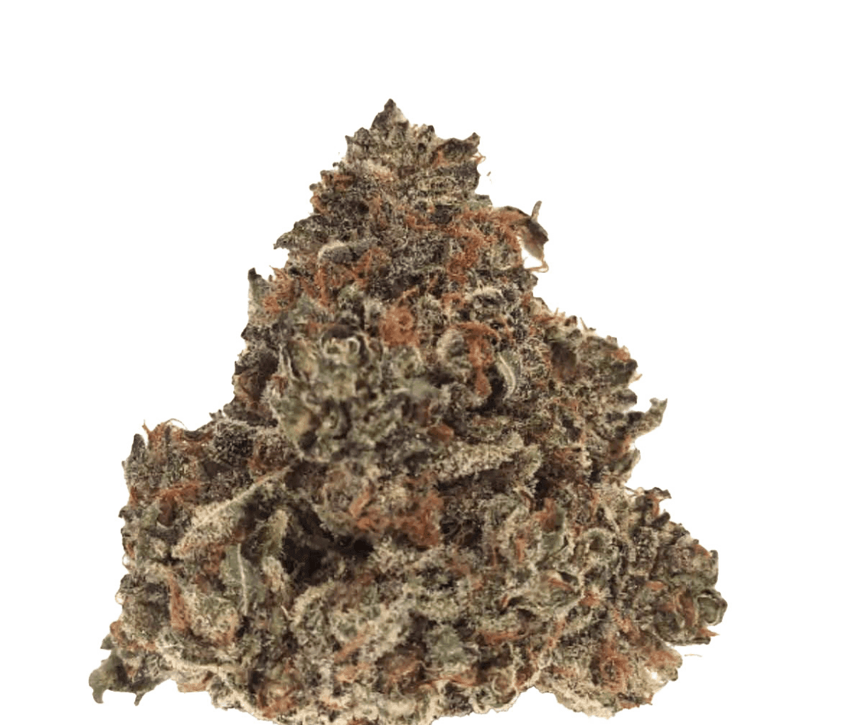 Nimbus Easy 20/1 - Gelato 