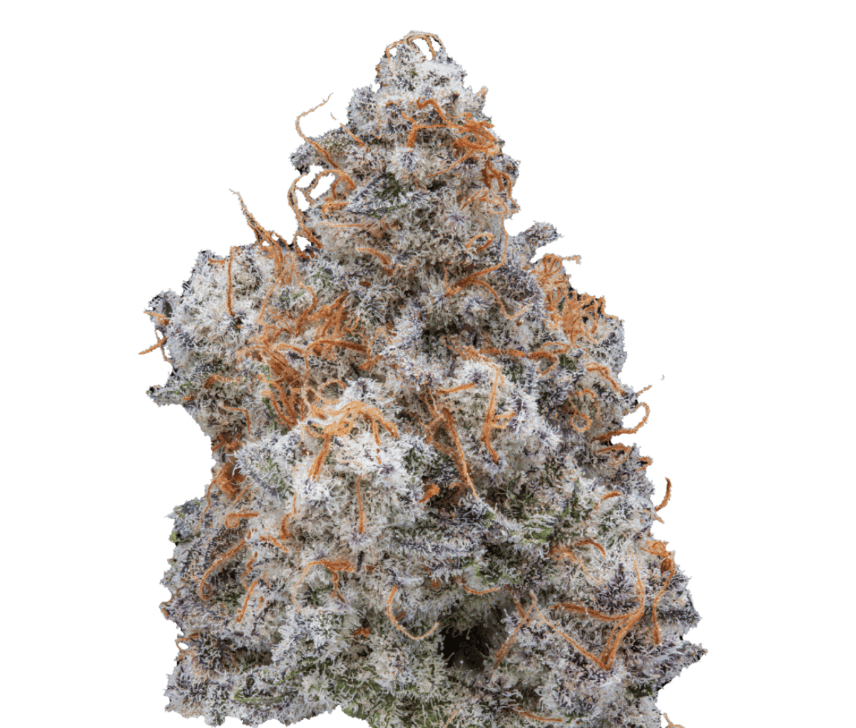 Cannamedical Hybrid classic Mac 1 Cannamedical Hybrid classic Mac 1