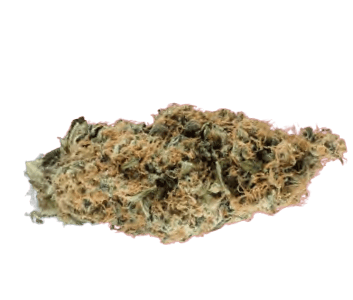 Costa Canna Dynamics Fortissimo - Liberty Haze