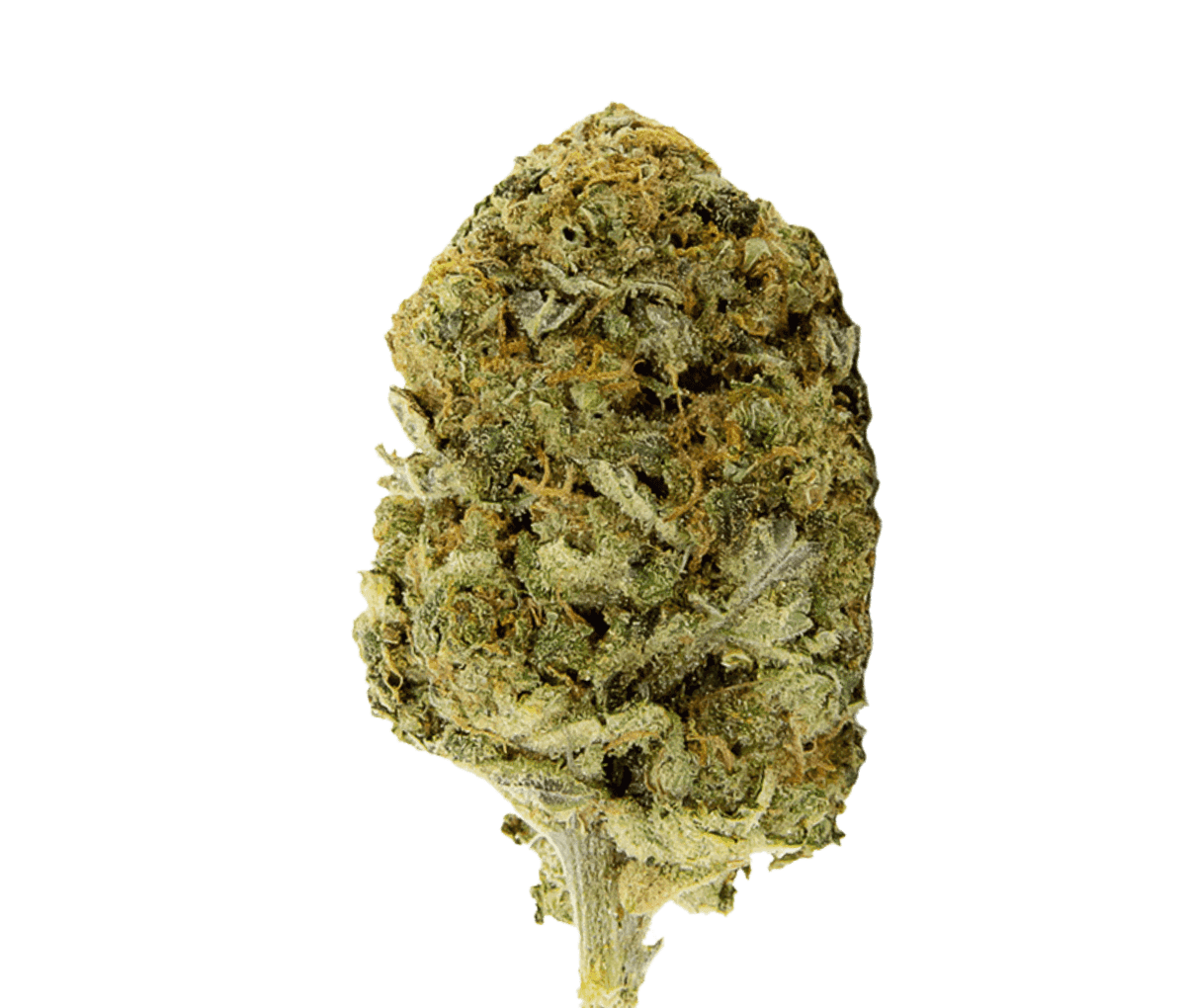 Alephsana 22/1 Amber - Mango Kush