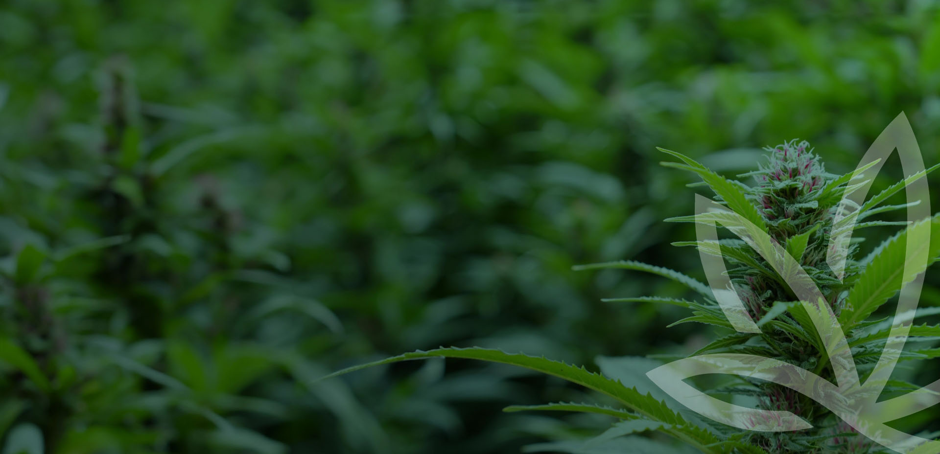 Mehrere Cannabispflanzen